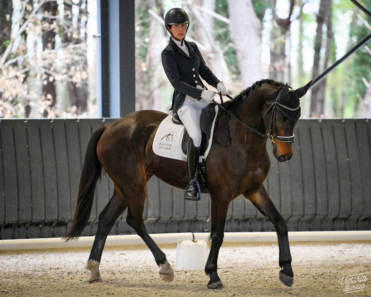 Caballo castrado KWPN Caballo de Deporte Neerland&eacute;s En venta 2017 Bayo moreno por Incognito