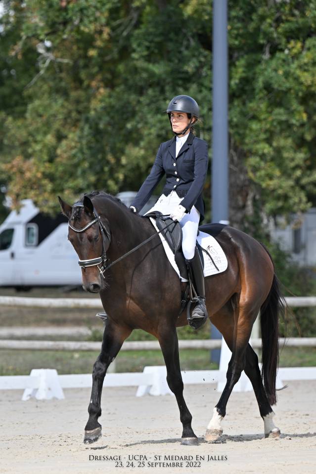 Caballo castrado KWPN Caballo de Deporte Neerland&eacute;s En venta 2017 Bayo moreno por Incognito