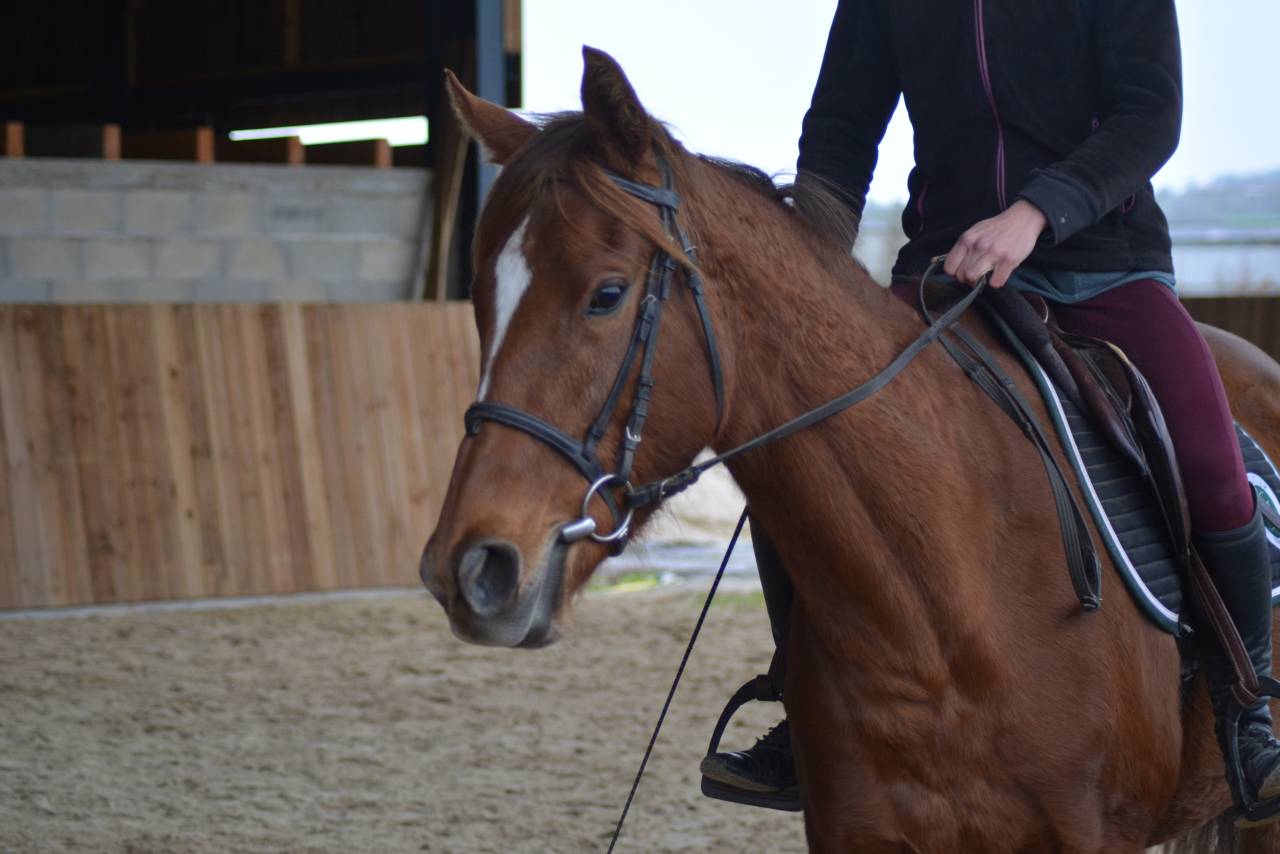 Yegua Pura Sangre Ingl&eacute;s En venta 2021 Alaz&aacute;n