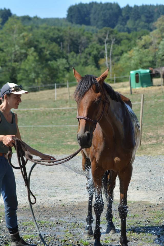 Yegua Pura Sangre Ingl&eacute;s En venta 2022 Bayo