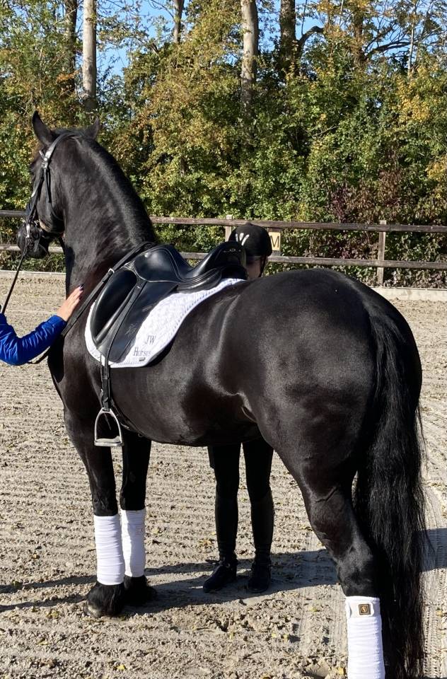 Yegua de ganader&iacute;a Fris&oacute;n En venta 2014 Negro por BEART 411