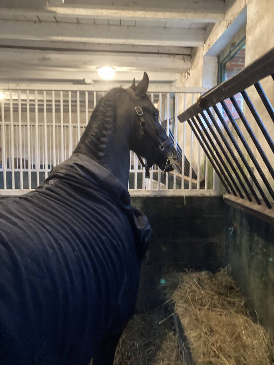 Yegua de ganader&iacute;a Fris&oacute;n En venta 2014 Negro por BEART 411