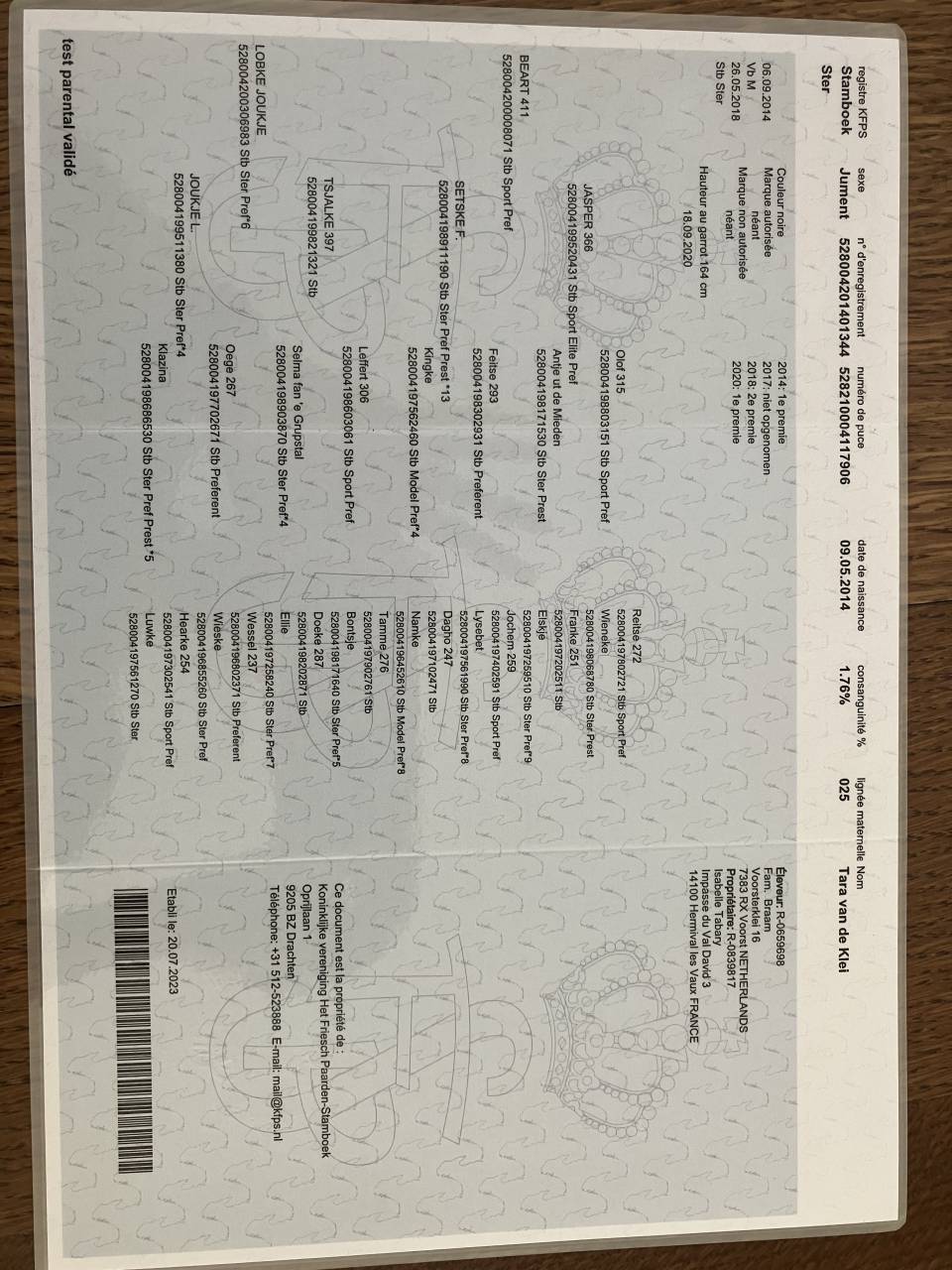 Yegua de ganader&iacute;a Fris&oacute;n En venta 2014 Negro por BEART 411