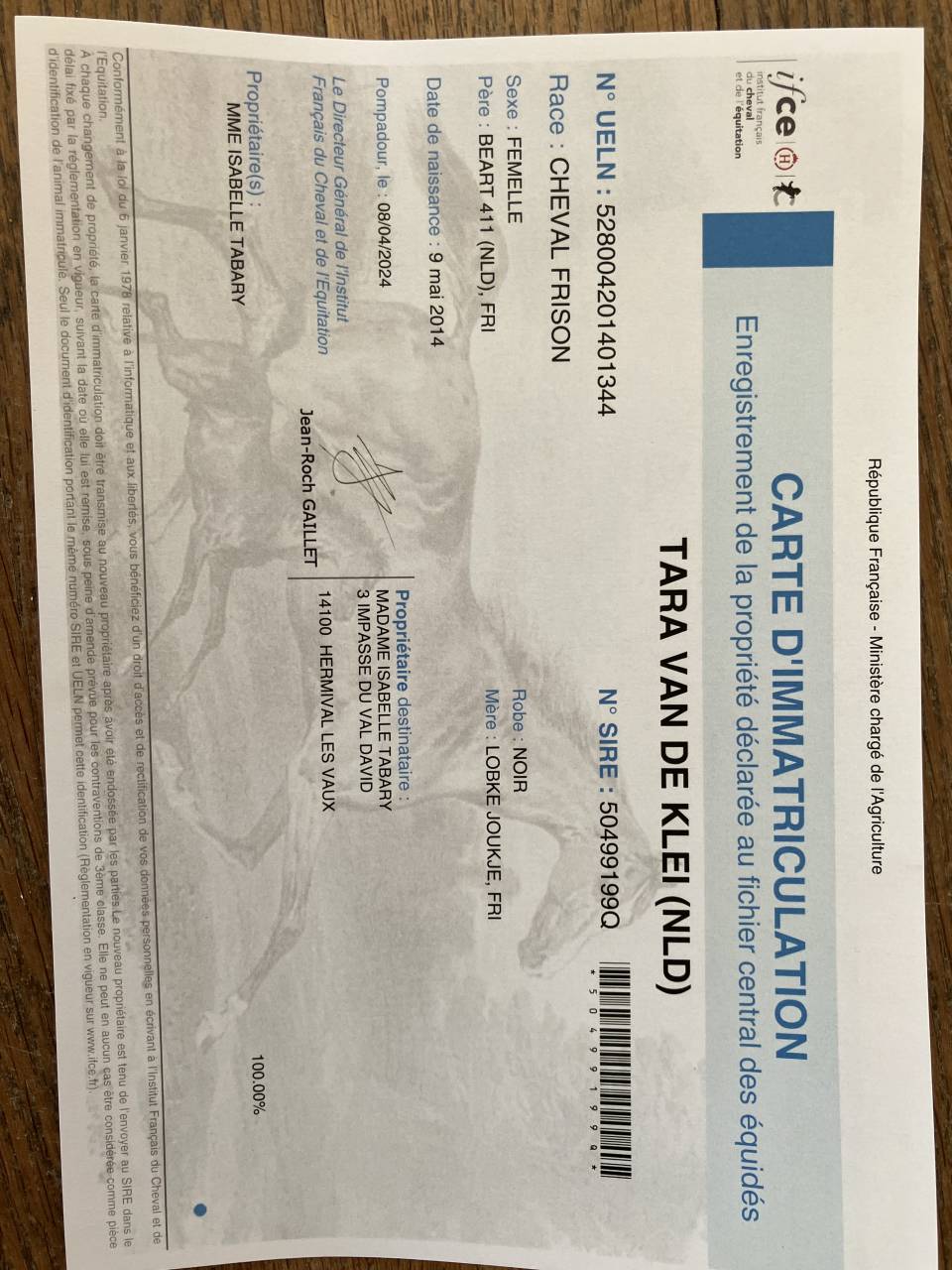 Yegua de ganader&iacute;a Fris&oacute;n En venta 2014 Negro por BEART 411