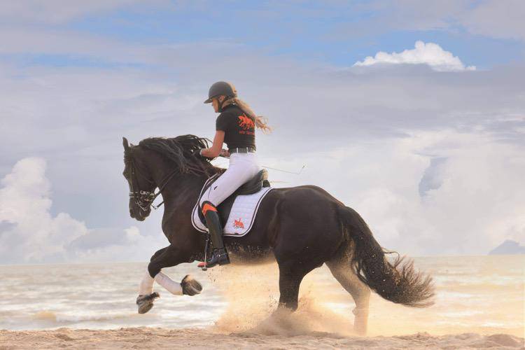 Yegua de ganader&iacute;a Fris&oacute;n En venta 2014 Negro por BEART 411