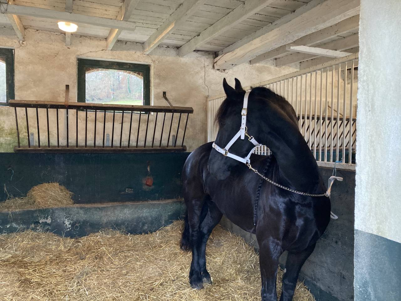 Yegua de ganader&iacute;a Fris&oacute;n En venta 2014 Negro por BEART 411