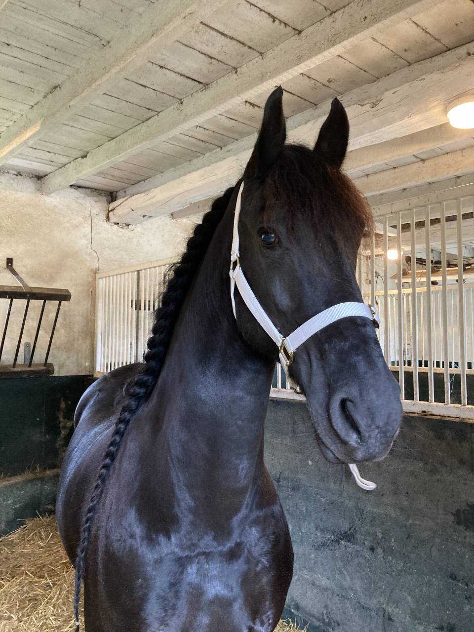 Yegua de ganader&iacute;a Fris&oacute;n En venta 2014 Negro por BEART 411