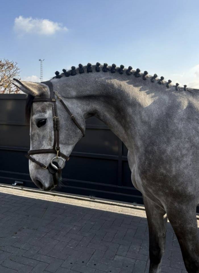 Caballo castrado Silla Franc&eacute;s En venta 2020 Tordo