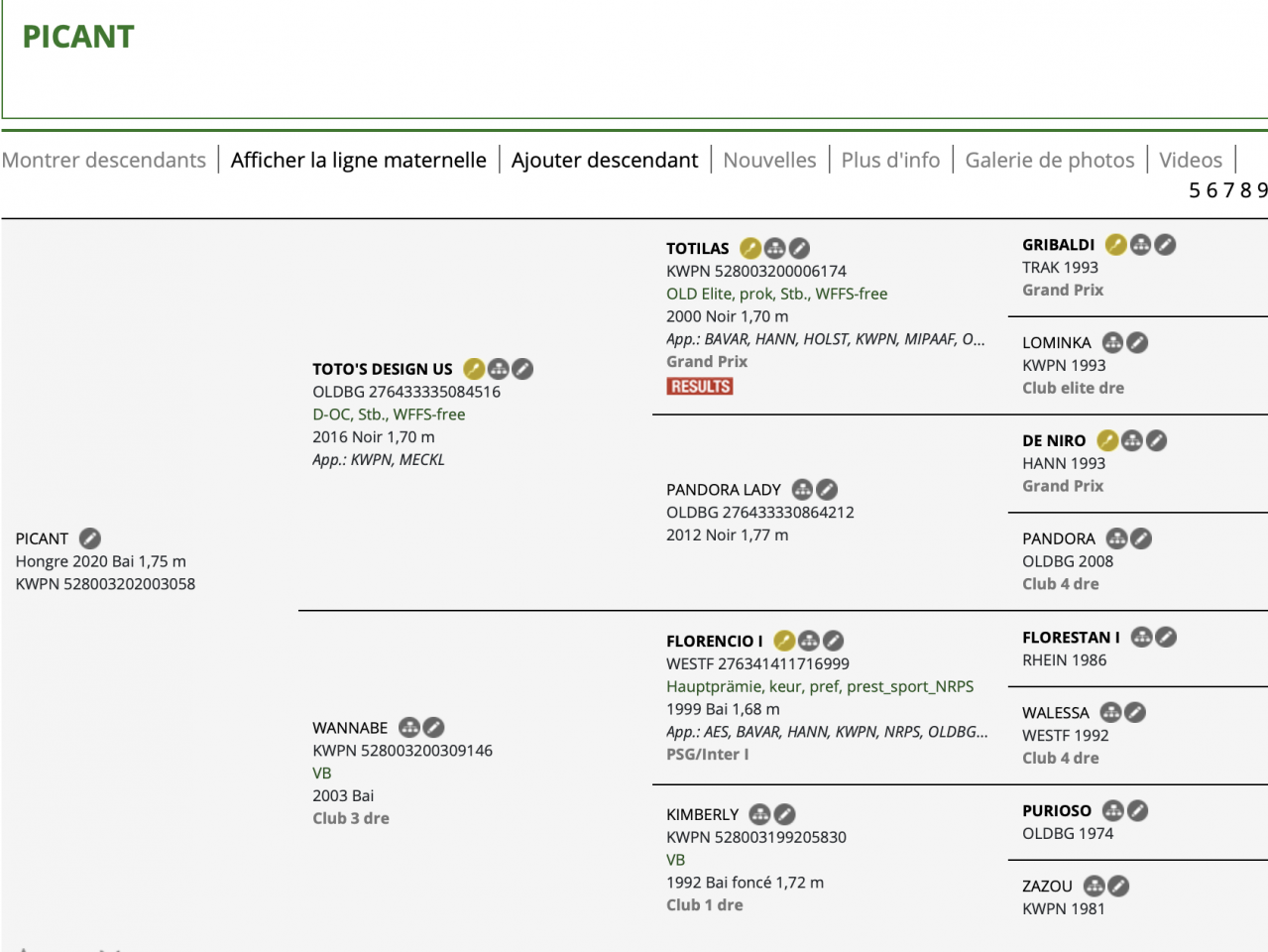 Caballo castrado KWPN Caballo de Deporte Neerland&eacute;s En venta 2020 Bayo moreno por Toto design&rsquo;us