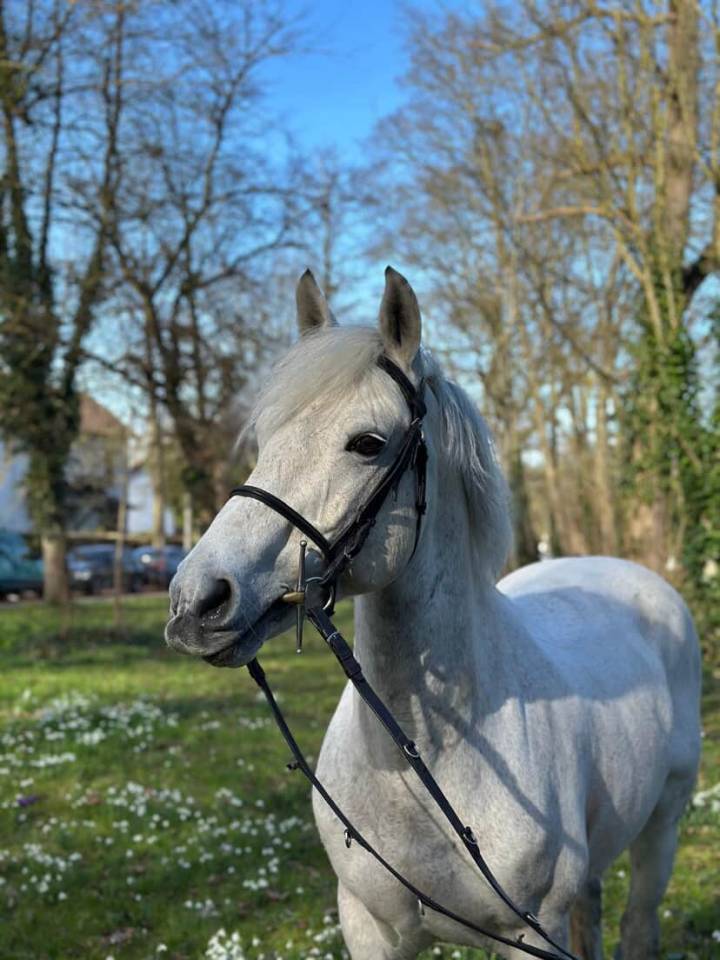 Voyage d'Arquetan - PFS Poni Fran&ccedil;&eacute;s de Silla 2009 por Gribouille Villaud