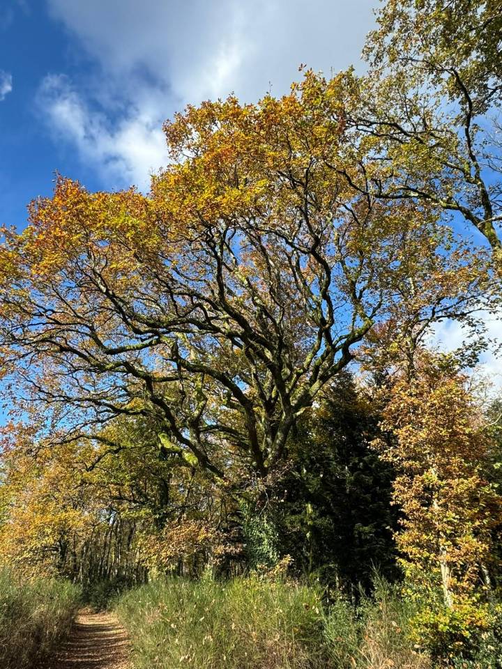 Propiedad ecuestre En venta Alto Vienne