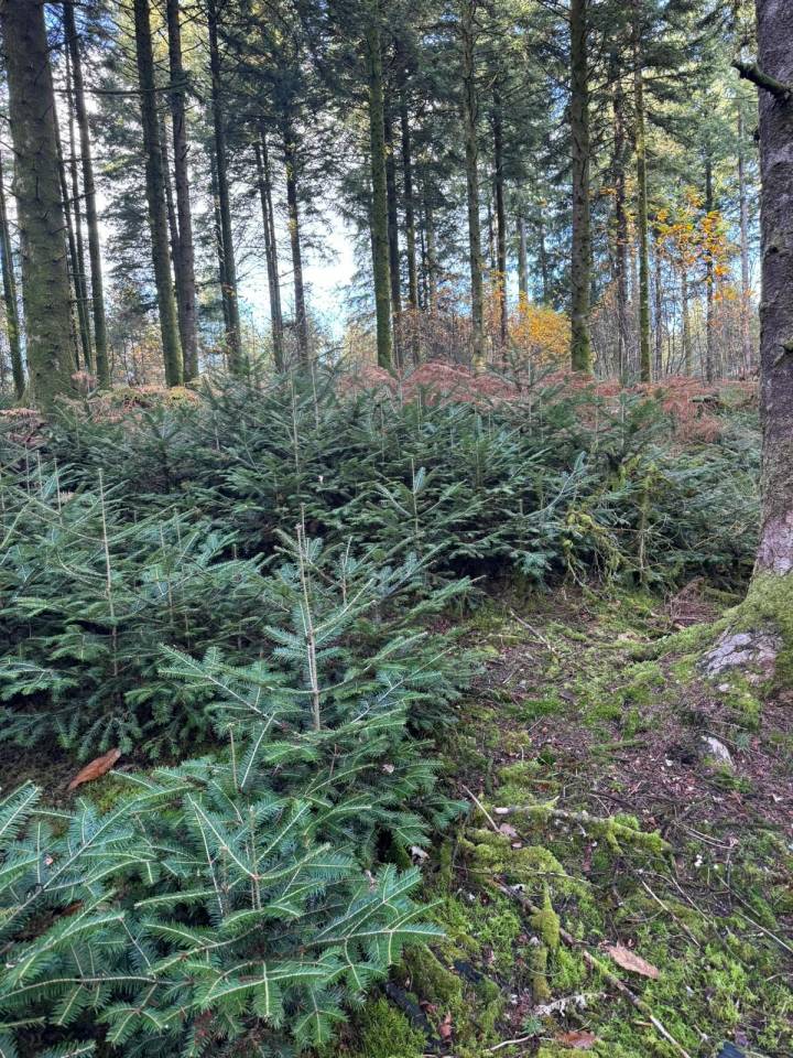 Propiedad ecuestre En venta Alto Vienne