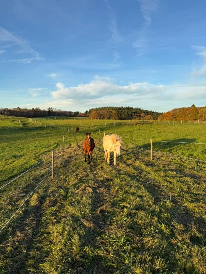 Propiedad ecuestre En venta Alto Vienne