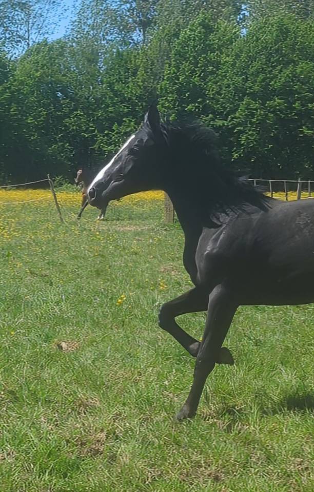 Yegua Zangersheide En venta 2023 Negro por Querido VG Z