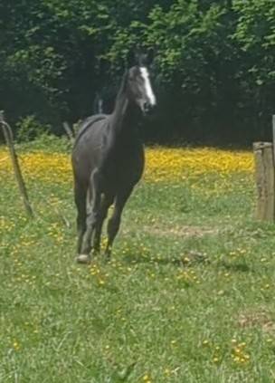 Yegua Zangersheide En venta 2023 Negro por Querido VG Z