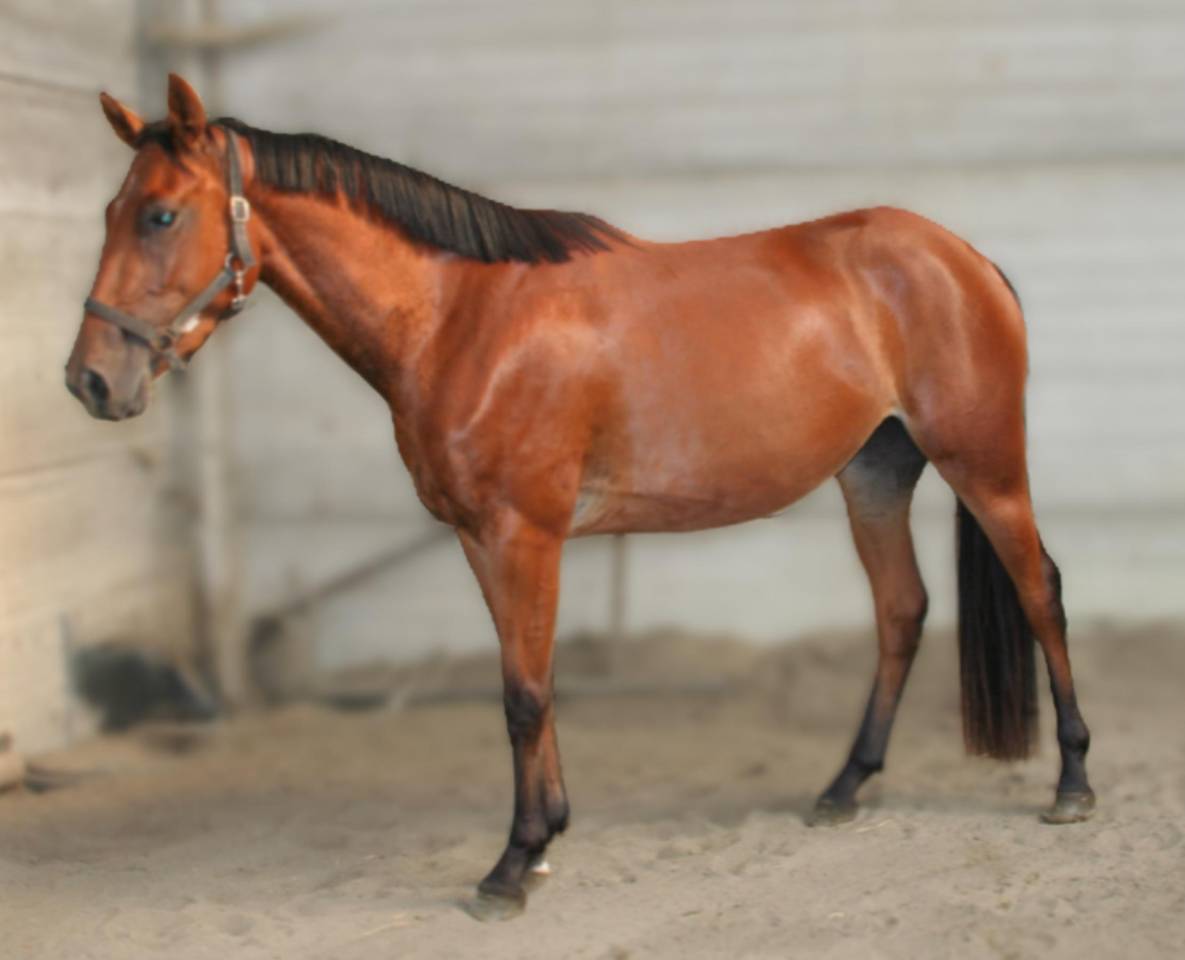 Yegua sBs Caballo de Deporte Belga En venta 2022 Bayo por Sambuca JW van't Meulenhof