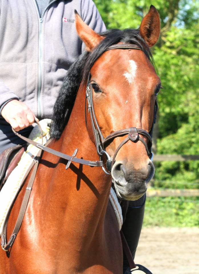 Yegua sBs Caballo de Deporte Belga En venta 2022 Bayo por Sambuca JW van't Meulenhof