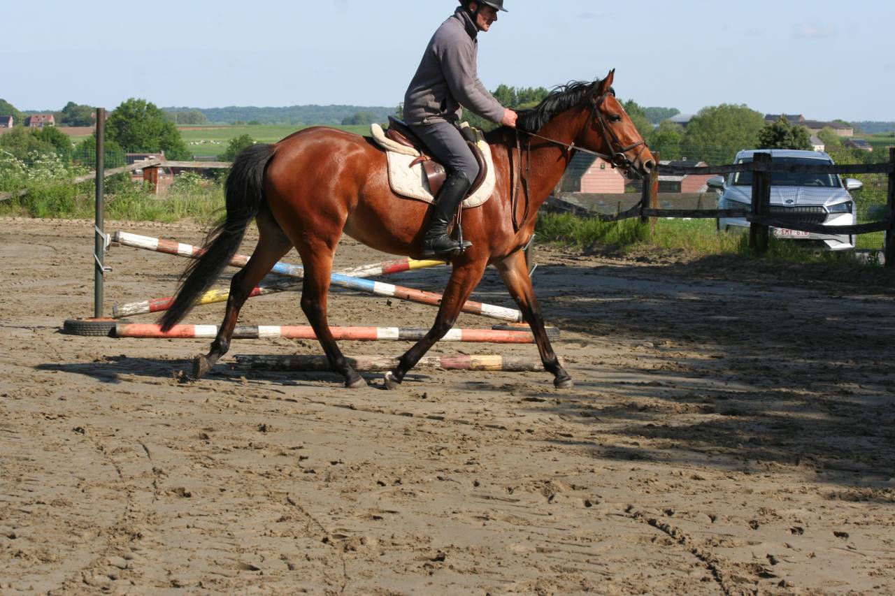 Yegua sBs Caballo de Deporte Belga En venta 2022 Bayo por Sambuca JW van't Meulenhof