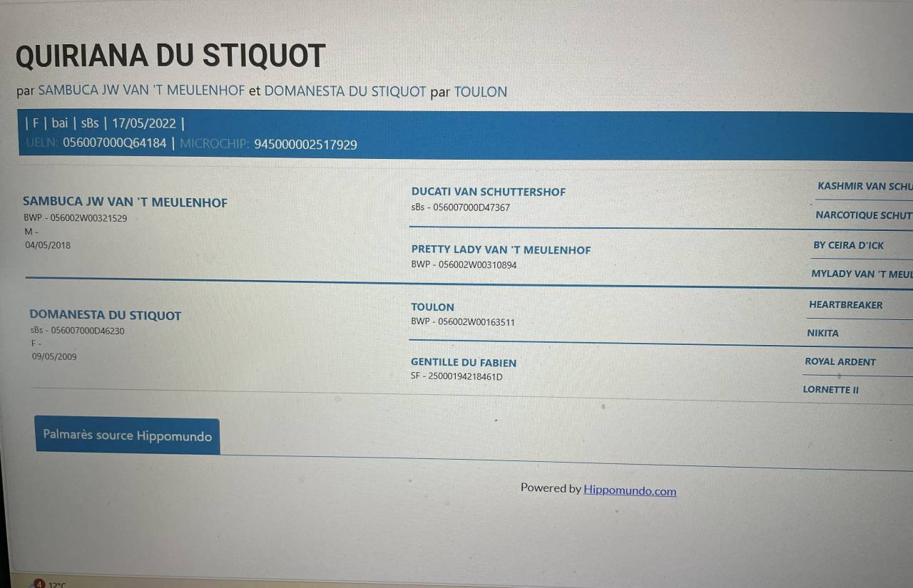 Yegua sBs Caballo de Deporte Belga En venta 2022 Bayo por Sambuca JW van't Meulenhof
