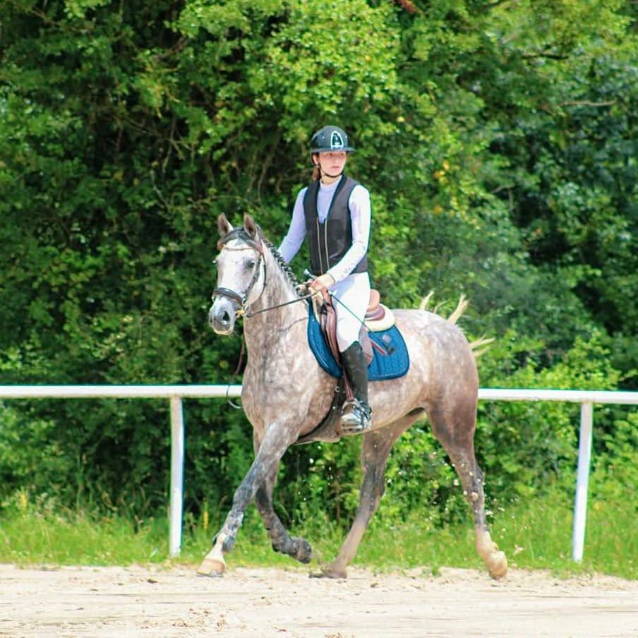 Yegua PFS Poni Fran&ccedil;&eacute;s de Silla En venta 2016 Tordo por MOVIE STAR TILIA