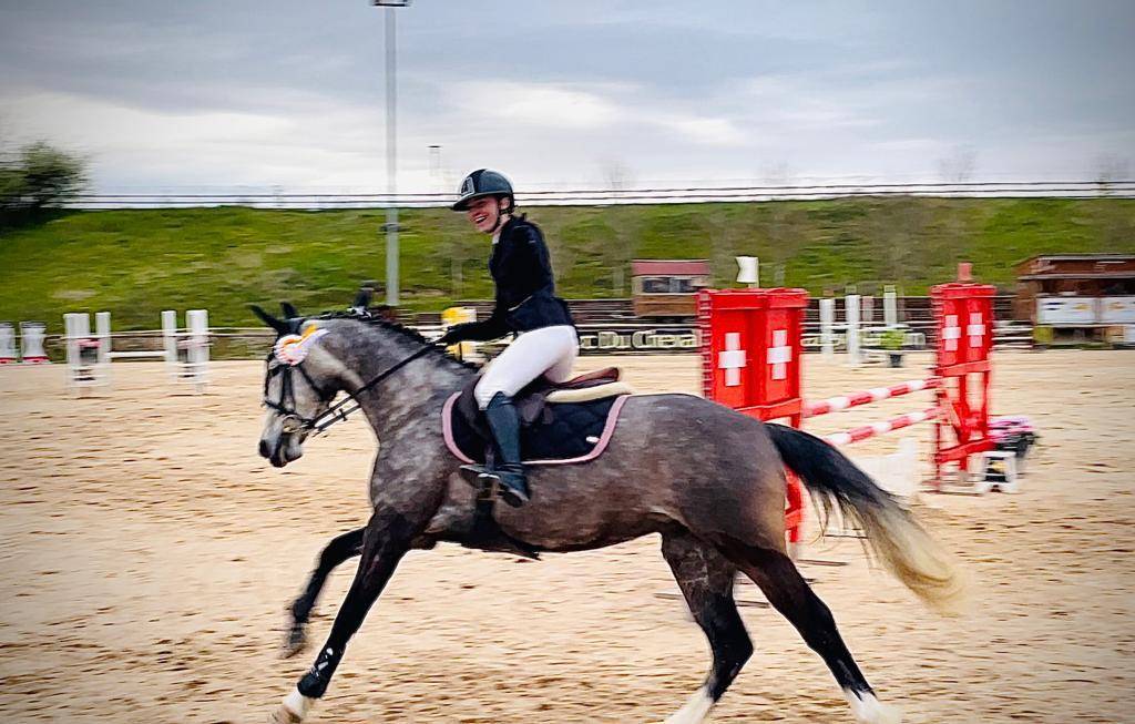 Yegua PFS Poni Fran&ccedil;&eacute;s de Silla En venta 2016 Tordo por MOVIE STAR TILIA