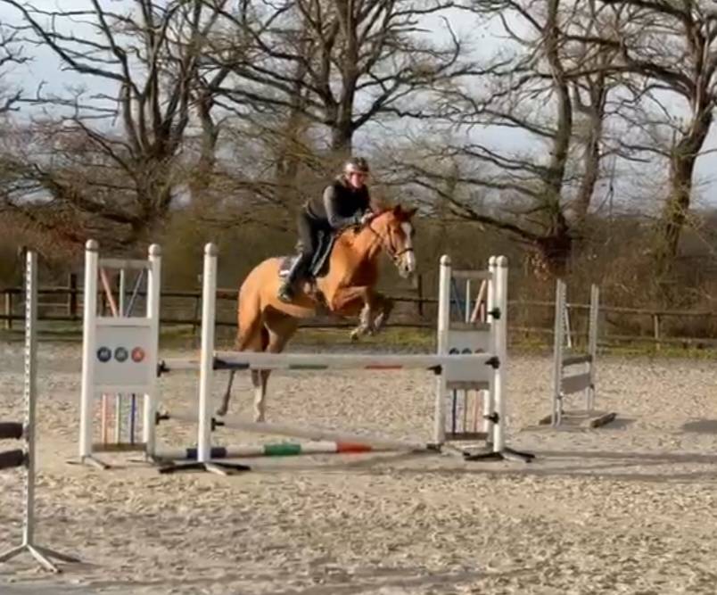 Caballo castrado Origine Constat&eacute;e En venta 2021 Alaz&aacute;n