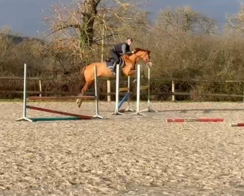 Caballo castrado Origine Constat&eacute;e En venta 2021 Alaz&aacute;n