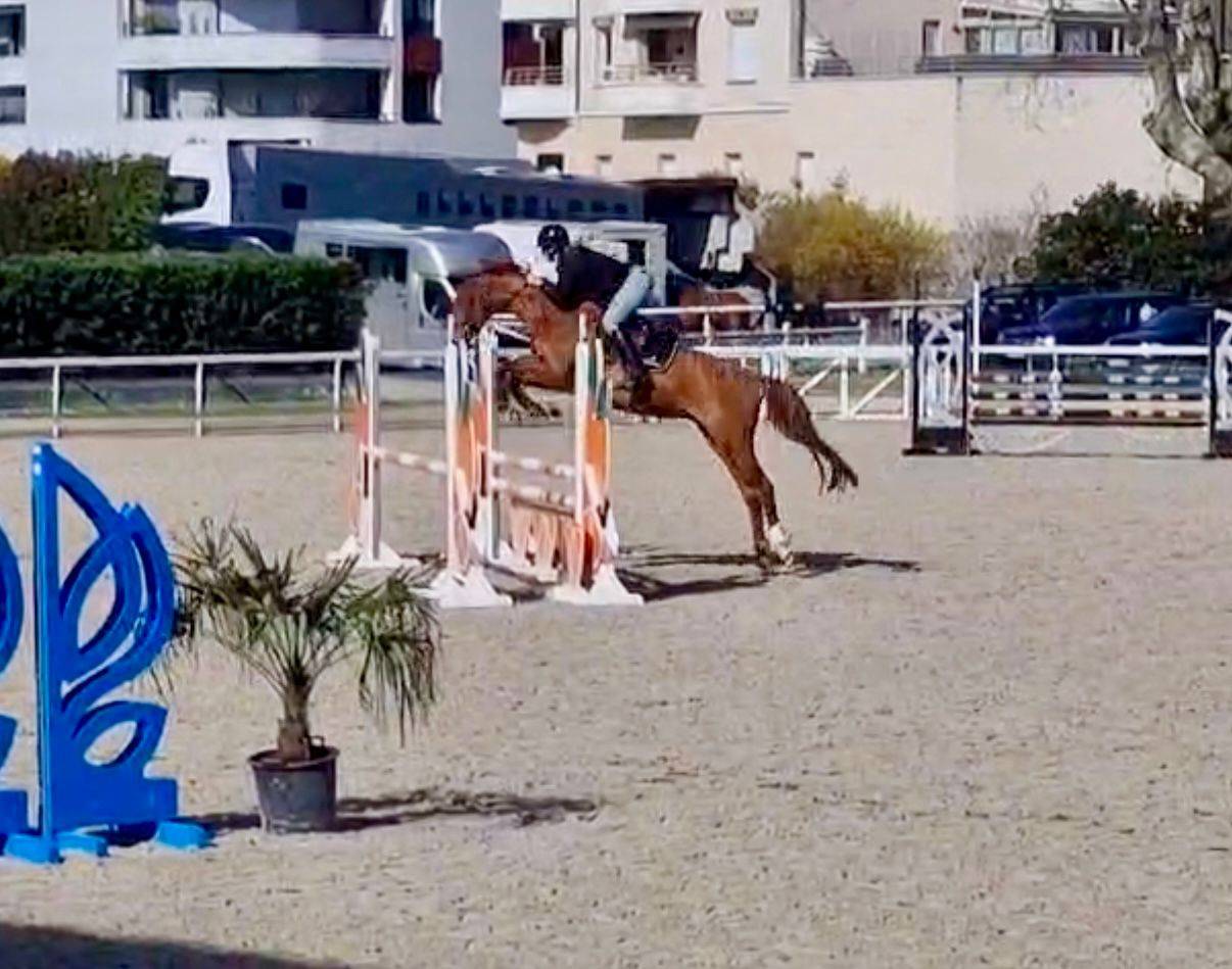 Caballo castrado Origine Constat&eacute;e En venta 2021 Alaz&aacute;n