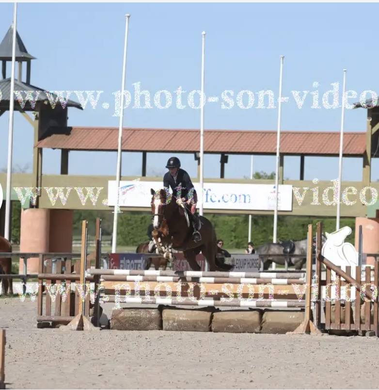 Caballo castrado Origine Constat&eacute;e En venta 2021 Alaz&aacute;n