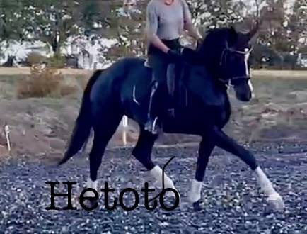 Yegua Silla Franc&eacute;s En venta 2017 Negro por Toto Jr