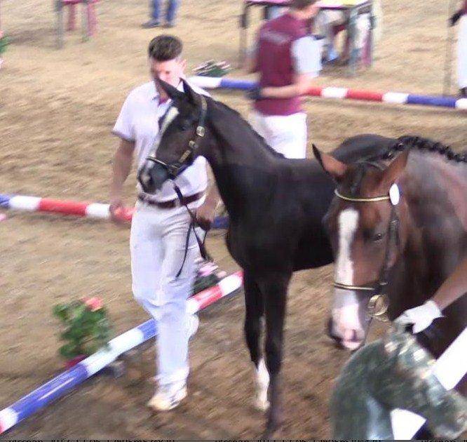 Yegua Silla Franc&eacute;s En venta 2017 Negro por Toto Jr