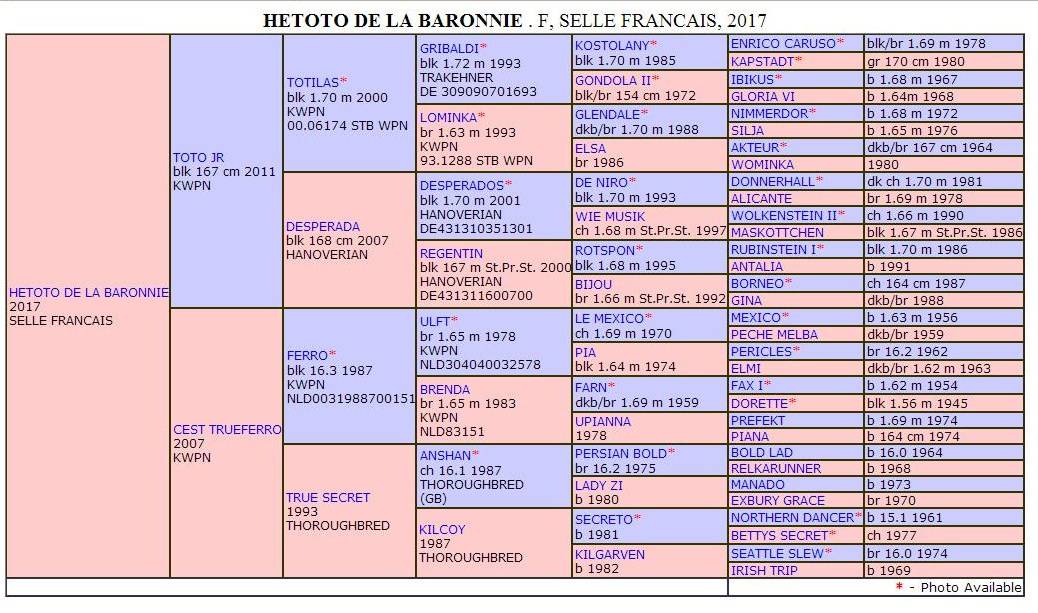 Yegua Silla Franc&eacute;s En venta 2017 Negro por Toto Jr