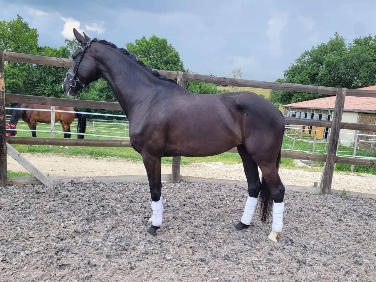 Yegua Silla Franc&eacute;s En venta 2017 Negro por Toto Jr