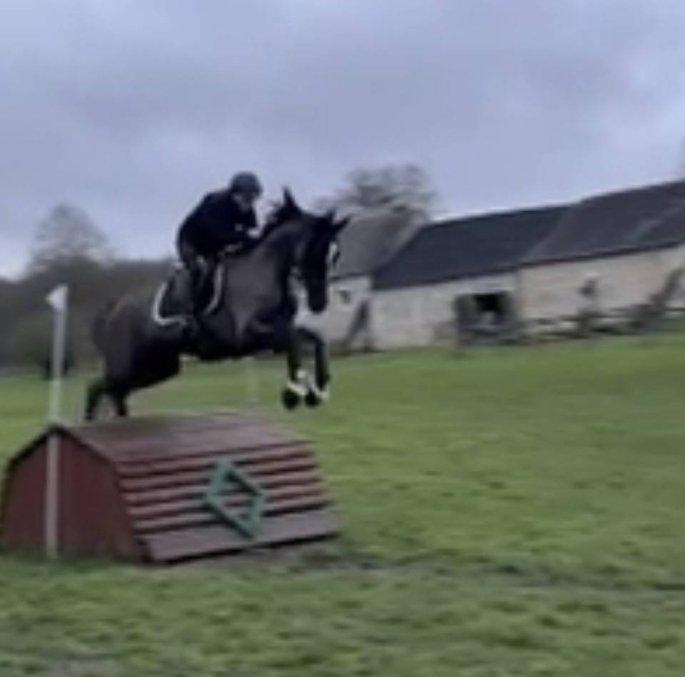 Yegua Silla Franc&eacute;s En venta 2017 Negro por Toto Jr