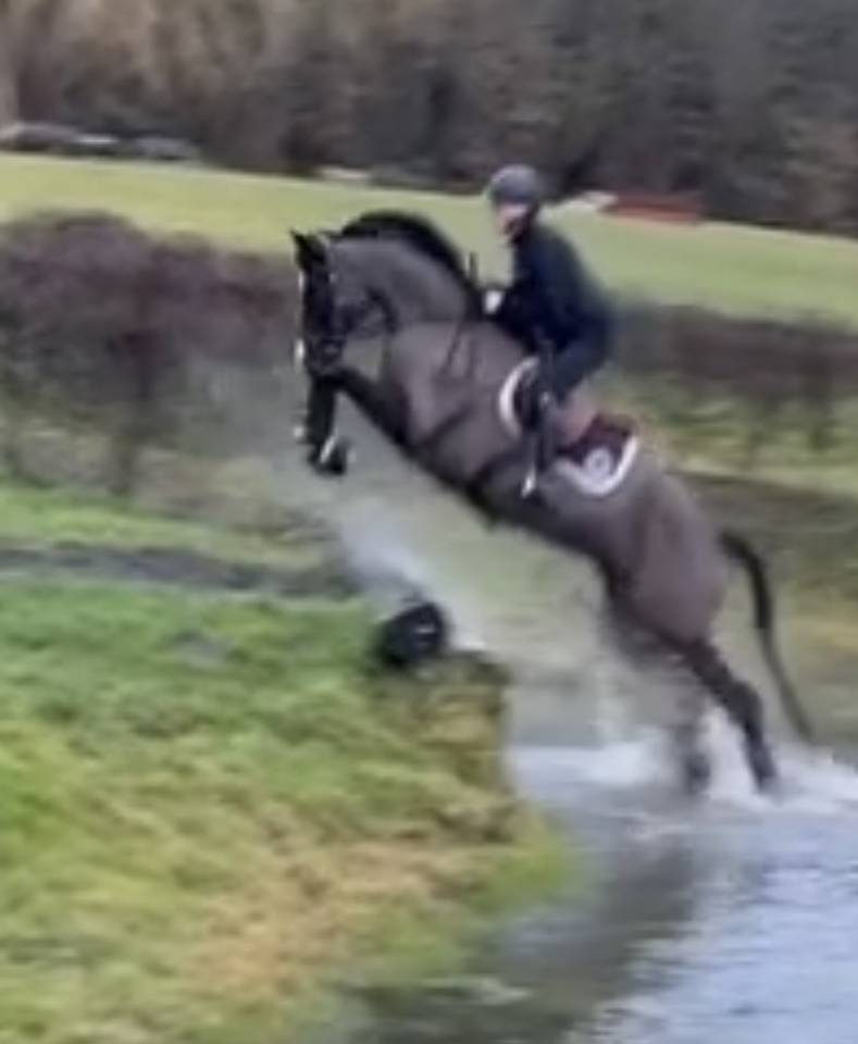 Yegua Silla Franc&eacute;s En venta 2017 Negro por Toto Jr