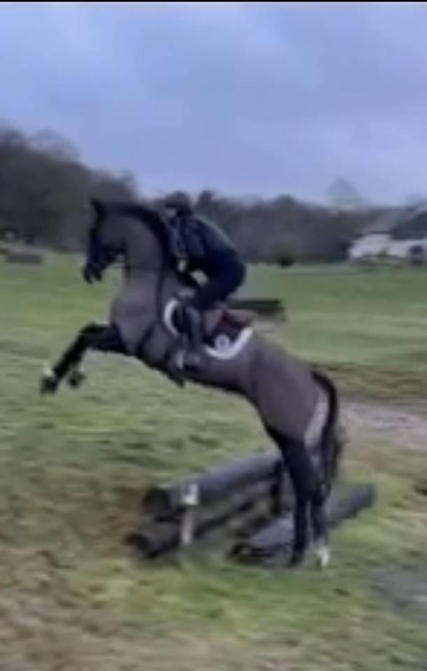 Yegua Silla Franc&eacute;s En venta 2017 Negro por Toto Jr