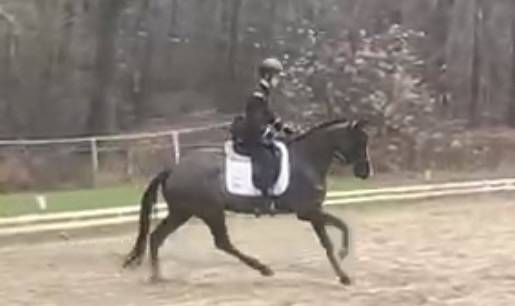 Yegua Silla Franc&eacute;s En venta 2017 Negro por Toto Jr