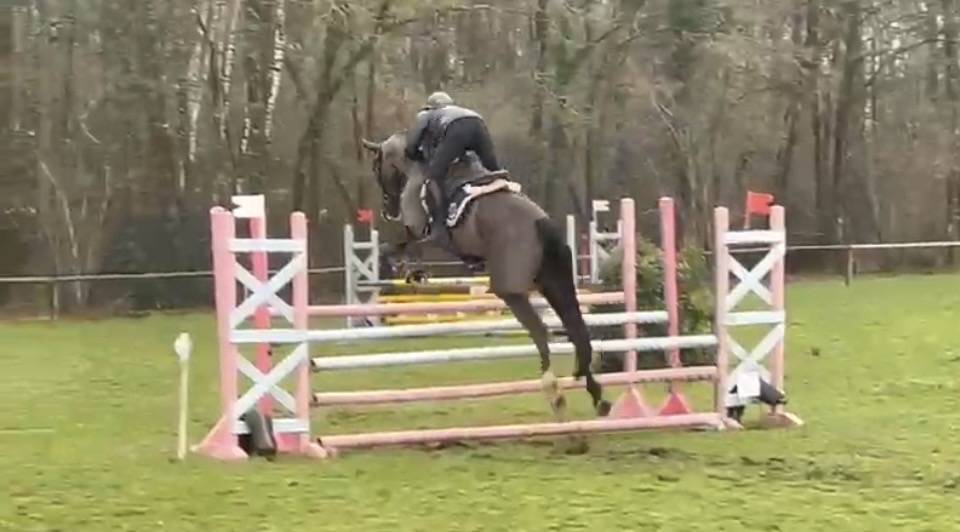 Yegua Silla Franc&eacute;s En venta 2017 Negro por Toto Jr