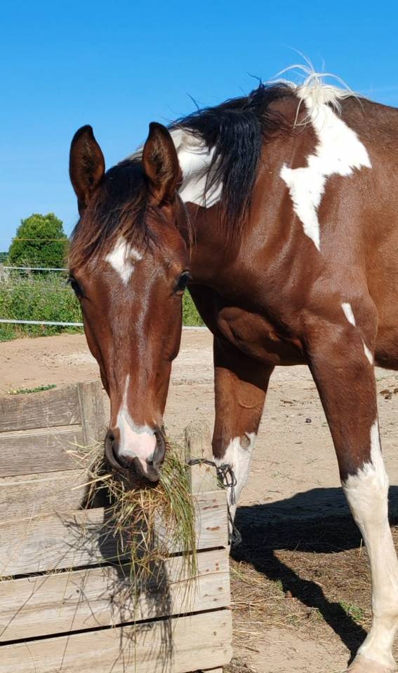 Semental Zangersheide En venta 2024 P&iacute;o