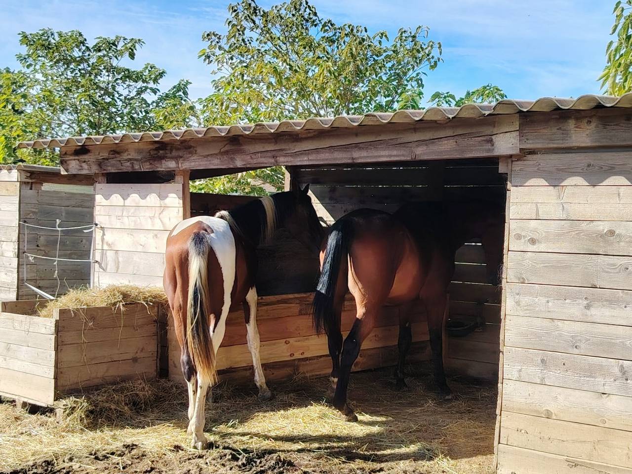 Semental Zangersheide En venta 2024 P&iacute;o