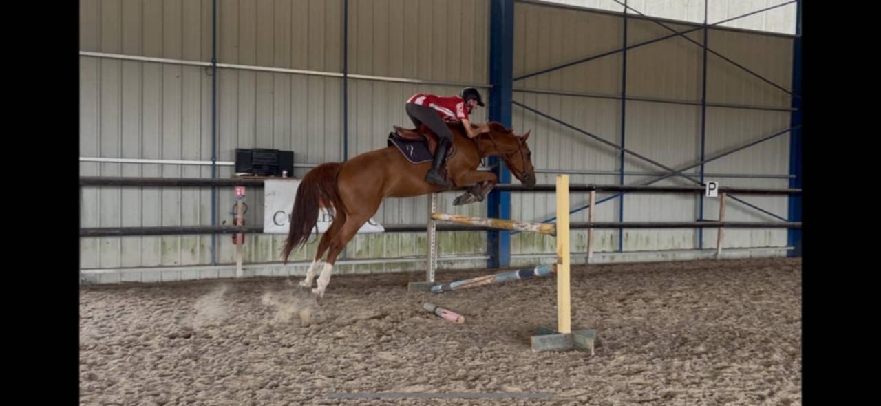 Caballo castrado Silla Franc&eacute;s En venta 2020 Alaz&aacute;n