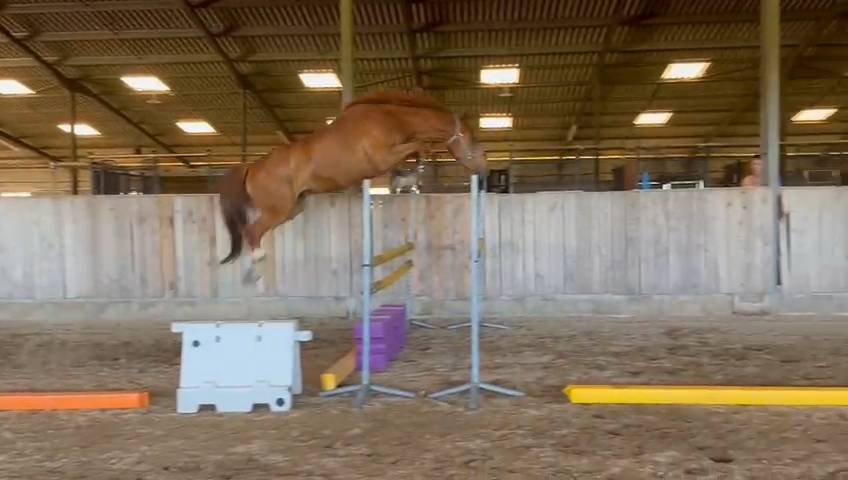 Caballo castrado Silla Franc&eacute;s En venta 2020 Alaz&aacute;n