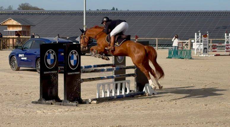 Caballo castrado Silla Franc&eacute;s En venta 2020 Alaz&aacute;n