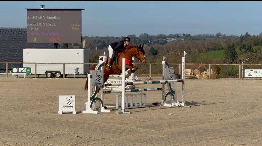 Caballo castrado Silla Franc&eacute;s En venta 2020 Alaz&aacute;n