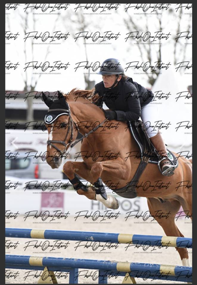 Caballo castrado Silla Franc&eacute;s En venta 2020 Alaz&aacute;n