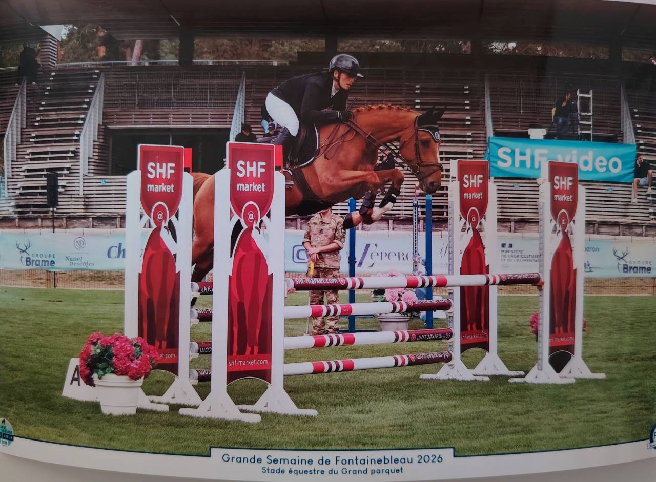 Caballo castrado Silla Franc&eacute;s En venta 2020 Alaz&aacute;n por quarnac du mesnil