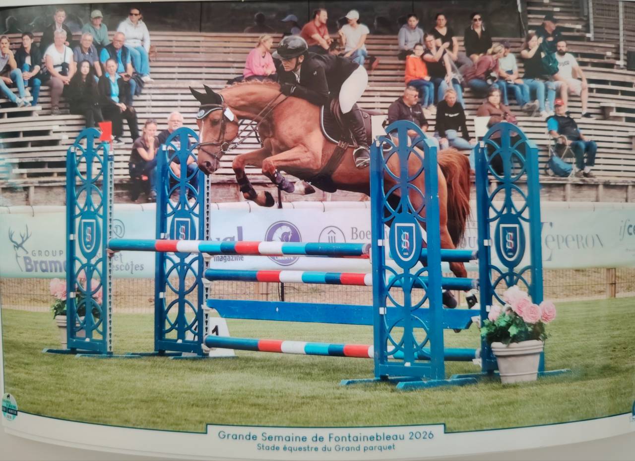 Caballo castrado Silla Franc&eacute;s En venta 2020 Alaz&aacute;n por quarnac du mesnil