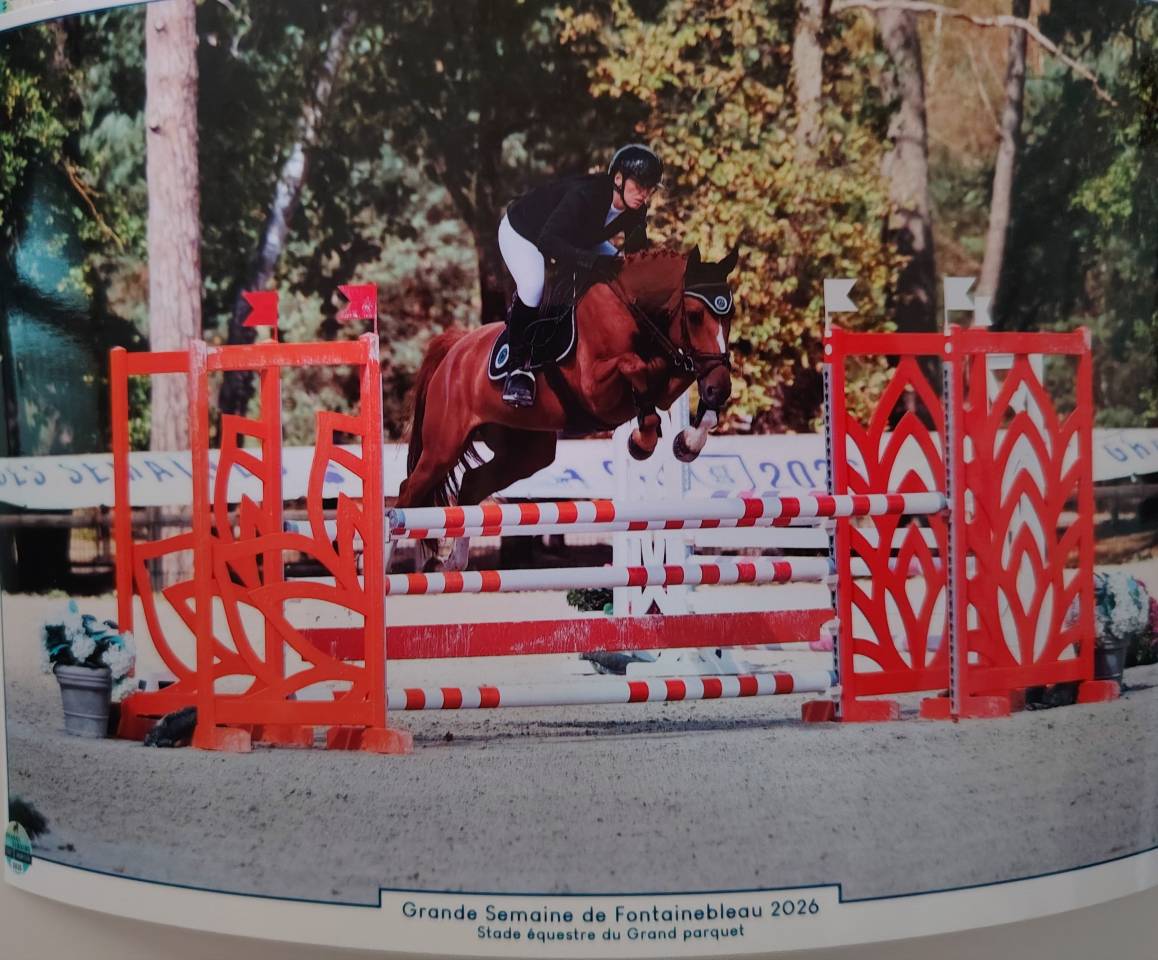 Caballo castrado Silla Franc&eacute;s En venta 2020 Alaz&aacute;n por quarnac du mesnil