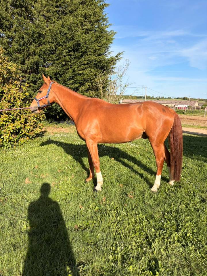 Caballo castrado Silla Franc&eacute;s En venta 2020 Alaz&aacute;n por quarnac du mesnil