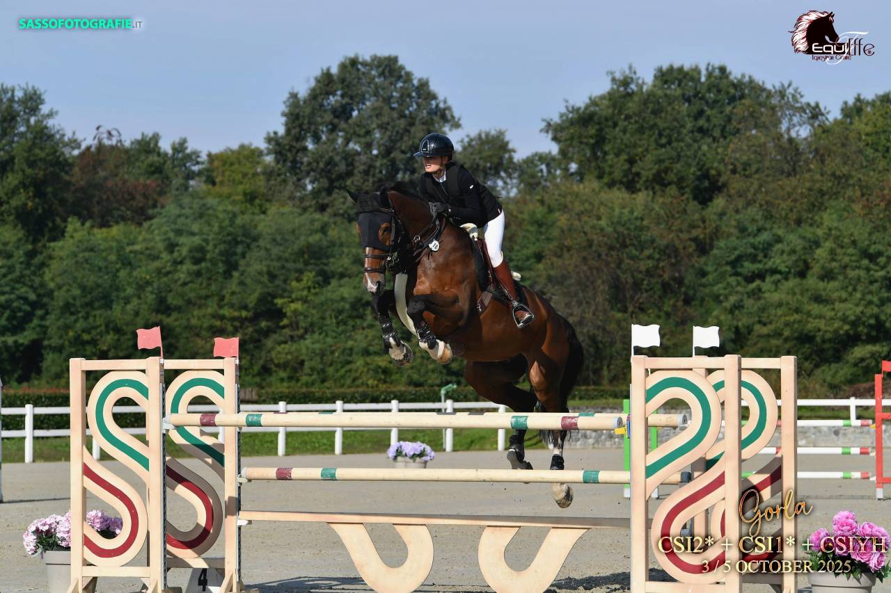 Caballo castrado Silla Franc&eacute;s En venta 2015 Bayo por Bisquet Balou